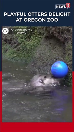 Rescued Otters Flora And Hobson Delight Visitors At Oregon Zoo, Showing Playful Acrobatic | N18S