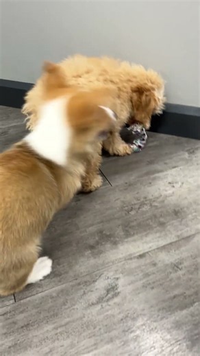 🐶 "What a Sweet Disaster!" Corgi & Fluffy Doodle Puppy Playdate 🥰 | Petland Phoenix ✨