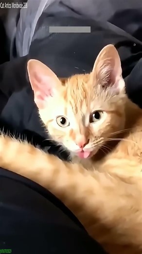 Alien Cat becomes dramatic - Viral Clip 🎬 Must See!