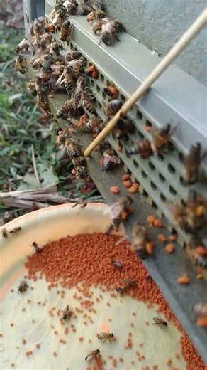 Colorful Pollen Bees Return Home 🐝🌈 Amazing Nature #shorts