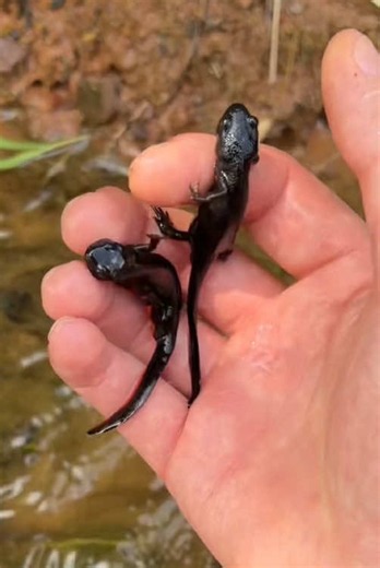Giant Salamander Surprise! Exploring a River Full of Mysterious Creatures #nature #animals #outdoor #wildlife #salamander