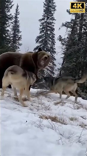 Wolves Ambush a Bear… But It Ends in Total Destruction#shorts #viral #wildlife #bear #wolves#animalf