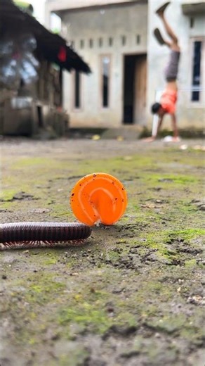 Calisthenics, The millipede demonstrates its skill, just as this man demonstrates his #milliedes