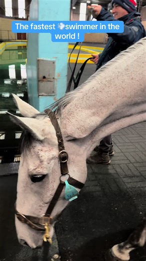 Fastest Swimmer in the World: Meet the Champion