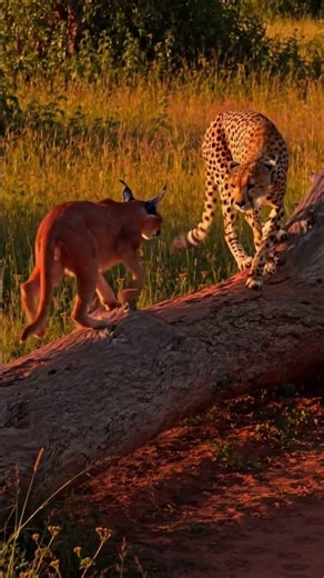 Caracal Jumps OVER the Cheetah! Fastest Hunter Left Stunned 😱 #wildlife #animalmoms #lion #animals