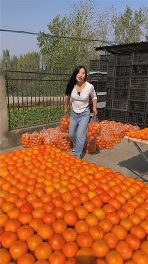 Sweet Persimmon Fruit Farming & Harvesting | Fresh Fruit With Rural Farmer 🍊