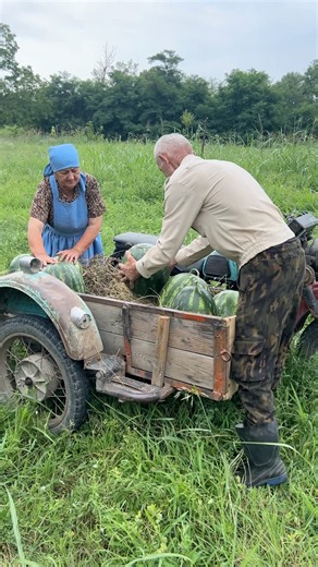 Harvesting Watermelon in the Village #farming #food #azerbaijan #village #cooking #watermelon