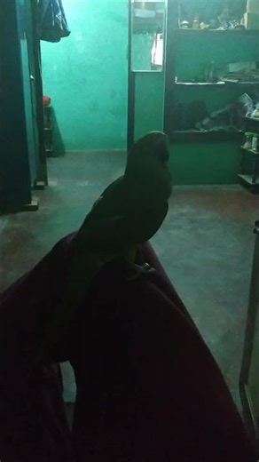 Green Parrot Trying to Fly