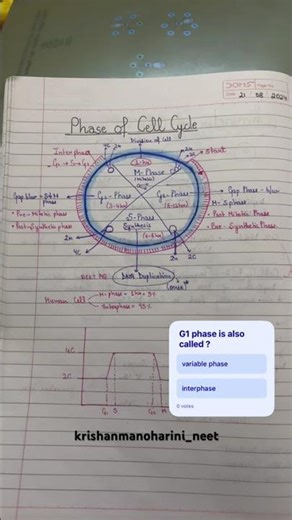 phases of cell cycle #biology #neet #doctor #medical #boardexam