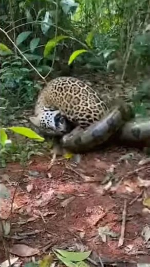 Gorilla Storms Jaguar vs Anaconda Fight 😱 Jungle Chaos