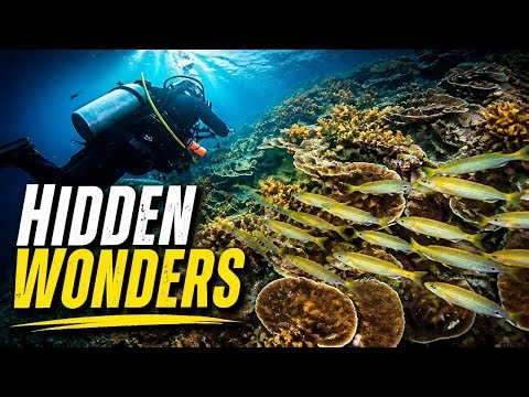 Reef Exploration 4K | Fish, Corals & Unexpected Finds