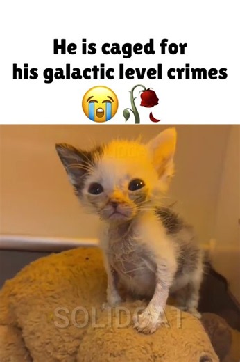 He is caged for his crimes 😔