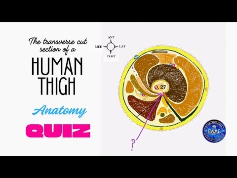 Lower limb anatomy. Transverse cut section of a human thigh. Anatomy Pictionary Quiz #anatomyquiz