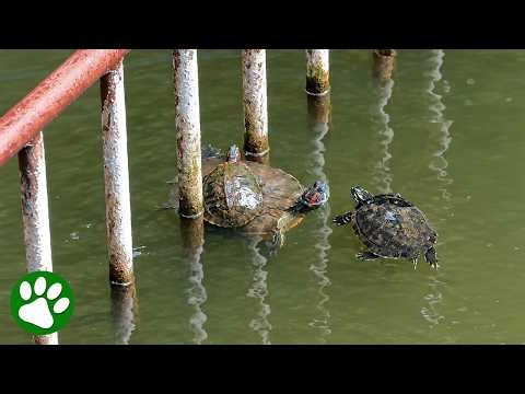 Hero Turtles Rush To Save Struggling Friend