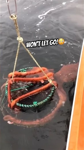 Giant Pacific Octopus Caught Hanging Onto Crab Pot!
