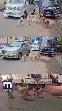 നായകൾ ഓടിച്ചിട്ട് കടിക്കുന്നു!! മൂന്നാറിൽ സഞ്ചാരികൾക്ക് പേടിസ്വപ്നമായി തെരുവുനായകൾ