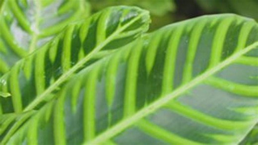 Leaf structures, ecosystems and habitats - BBC Bitesize
