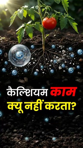 कैल्शियम जमीन में अटक जाता है! 😬 | Calcium Reality for Crops #agrostar #farming #shorts