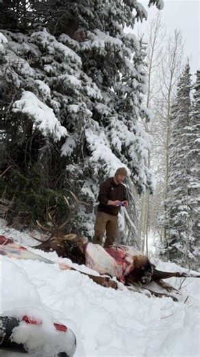 Our favorite part of the hunt. Fresh organic meat! Elk hunt in the snow.