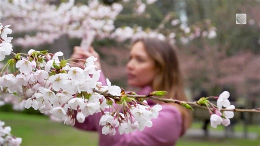 Cherry blossom peak bloom is happening soon in Toronto