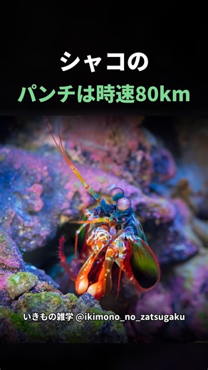 時速80kmのパンチを打つシャコ #shorts