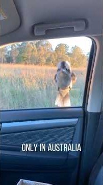 Is this the most Australian thing you’ve ever seen?! 🤷🏽‍♂️🇦🇺 Ever heard of a kookaburra? 🤯🥰
