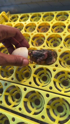 Testing Incubator passed - Chick hatched Perfectly