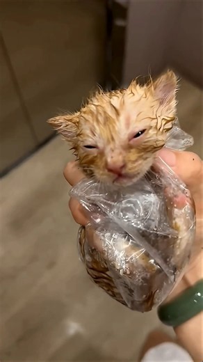 This Kitten Found a New Family. #bts