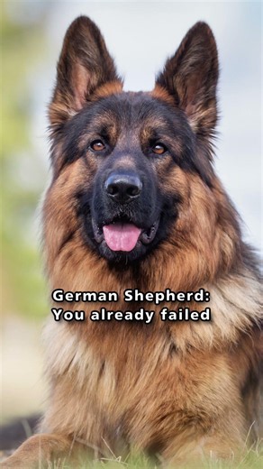 How long would it take your dog to know if you are lying?