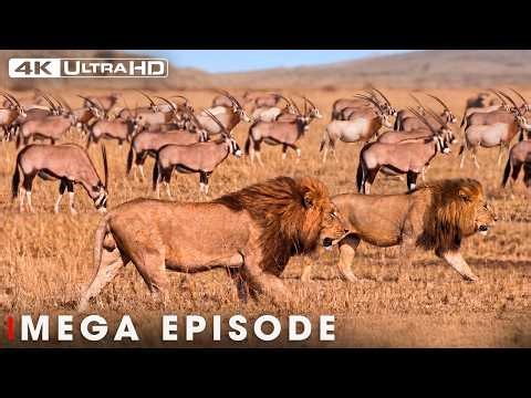 Ultimate Predators: When Lion Hunting Prey | MEGA EPISODE | Nature Animal Documentary