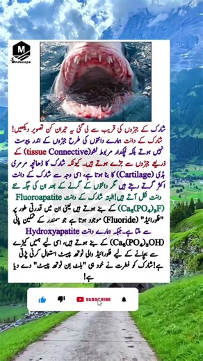 Mind-Blowing Close-Up of a Shark's Jaws – Nature's Built-In Toothpaste! 🦈😲#Shark #SharkTeeth