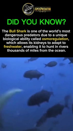 Bull Shark: Predator Without Limits 🦈 #apexpredator #predatorlore #wildlife #animals