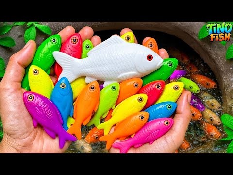 Catch beautiful colorful fish in small pond, platy fish, koi fish, betta fish, guppies, baby eels