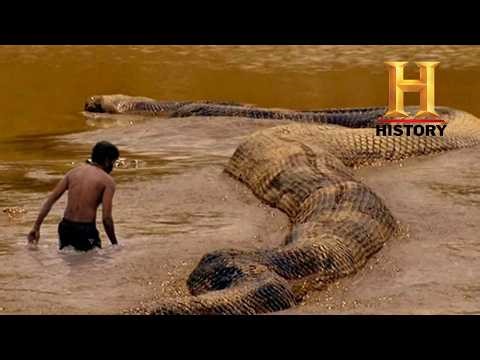 The Titan of the Abyss: Is the 50ft "Boiúna" Snake Still Hiding in the Amazon?