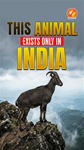 This Animal Exists ONLY in India