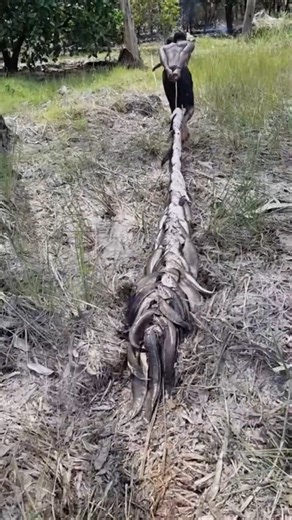 Harvesting snakehead fish. AP-252