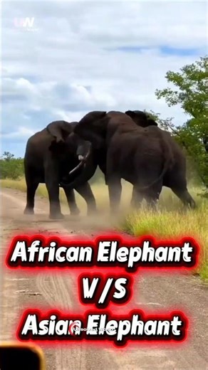 African vs Asian Elephant 😱 | #shorts #elephant #animalfacts #wildlife #junglelife #facts