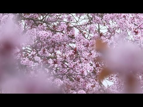 Cherry blossom draws visitors to Berlin park