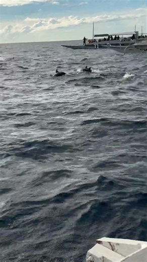 Dolphins Leap Alongside Boat Off the Philippines