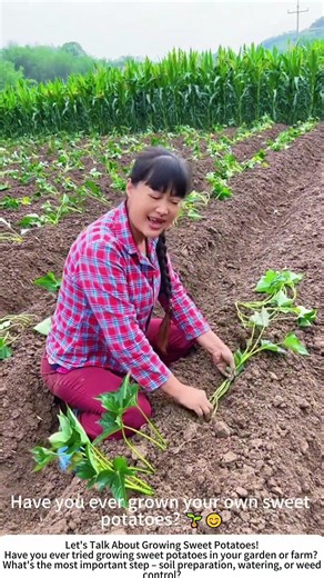 Farmer Demonstrates Correct Sweet Potato Planting in the Field 🍠🌾