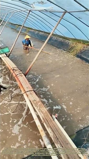 Harvesting Currents: The Shocked Waters of Aquaculture