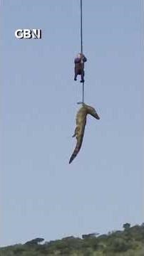 Watch: Crocodile airlifted out of waters after reportedly eating human