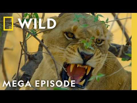 Stomping Out Deadly Uprisings | Savage Kingdom MEGA Episodes | Nat Geo Animals