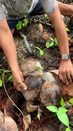 Catching Mud Crabs Hiding Under Old Coconut Husks! 🦀🌴