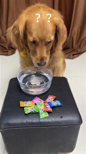 Dog :Can you really fool me #dog #goldenretriever #pets #funny #cute