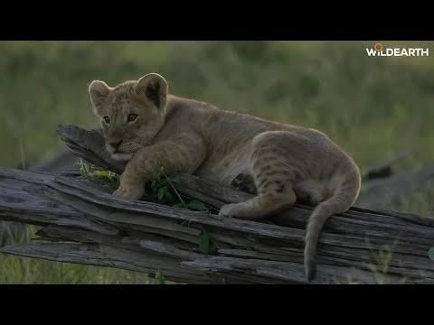 Golden cubs - SafariLIVE Sunset - 02 January 2026