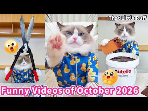 Top 20 Funniest Videos of October 2026 😂🐱 | That Little Puff