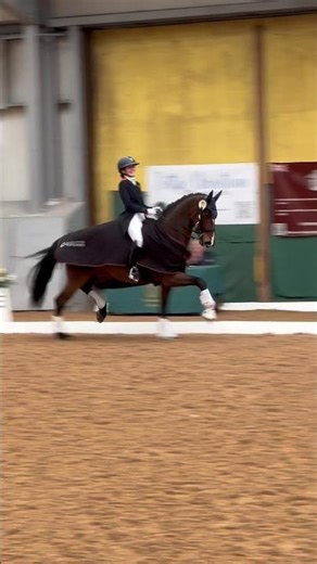 Introducing Farrell 😆🤭 Grand Prix winner 🥇🫶🥰 #horse #grandprix #winner