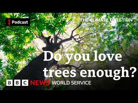 Can Africa save its forests? The Climate Question podcast, BBC World Service