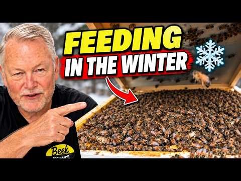 Beekeeping: How I Keep My Bees Fed All Winter